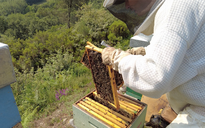 La miel, del apicultor a tu mesa.